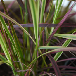 Chinese fountain grass 'Fireworks'